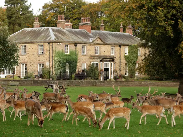 Charming estate surrounded by lush greenery and a tranquil lawn, highlighted by a herd of deer grazing near the elegant manor.