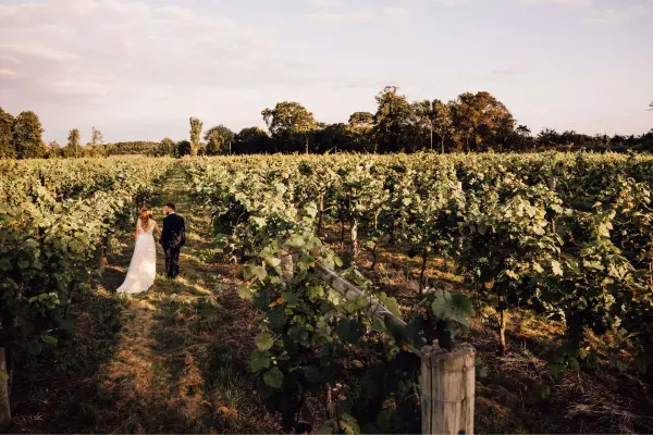 Couple in wedding attire strolls through a scenic vineyard at sunset, surrounded by lush grapevines and serene landscape.